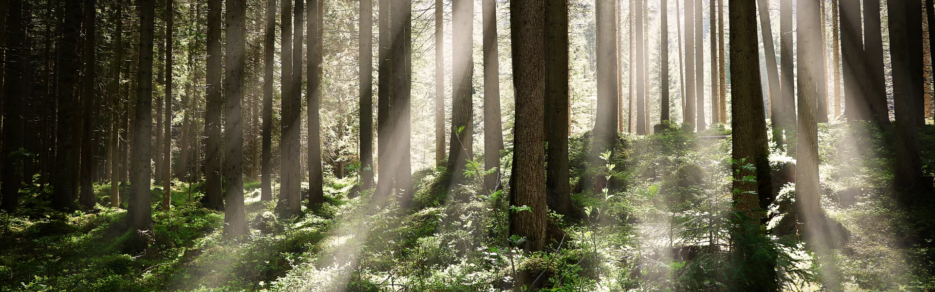 beautiful shot forest with tall trees bright sun rays shining